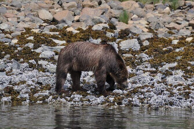 Campbell River: Spring Bear Watching & Waterfalls Boat Tour - Why the small group (max 12) changes how you see wildlife