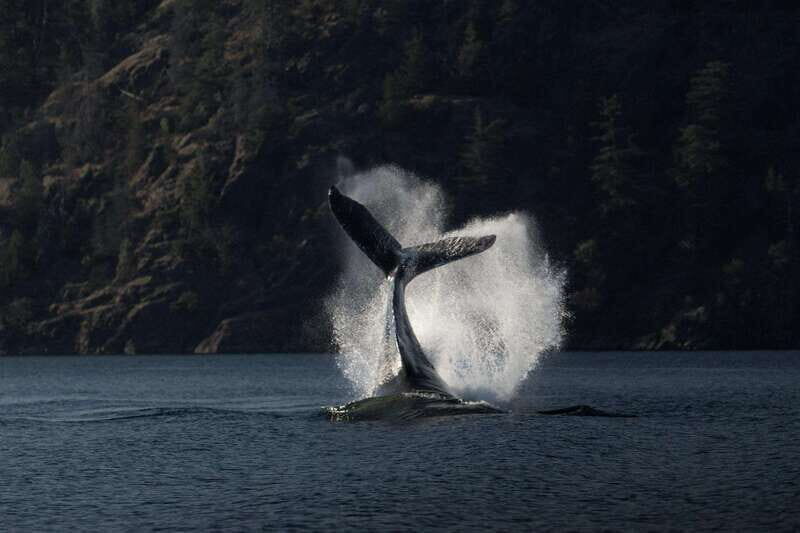 Campbell River: Whale Watching and Wildlife Viewing Day Tour - Key Highlights You’ll Actually Care About