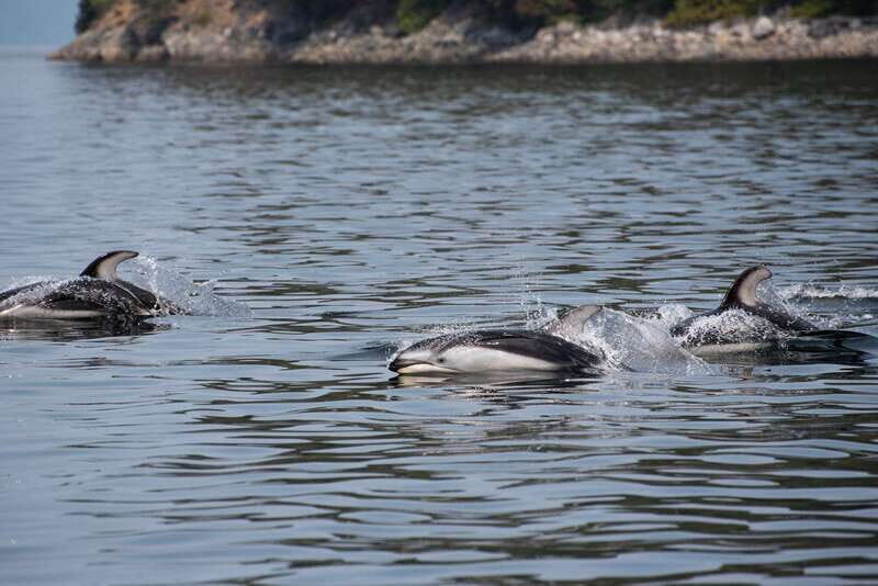 Campbell River: Whale Watching and Wildlife Viewing Day Tour - The Water Route: Salish Sea, Discovery Passage, Johnstone Strait