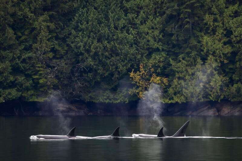 Campbell River: Whale Watching and Wildlife Viewing Day Tour - How the Naturalist Guide Makes the Day Worth It