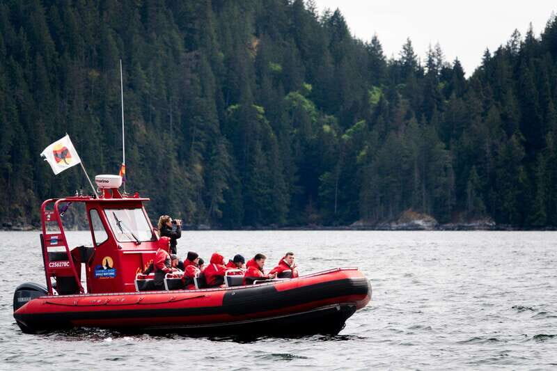 Campbell River: Whale Watching and Wildlife Viewing Day Tour - Lunch Stop and Wildlife Moments Beyond Orcas