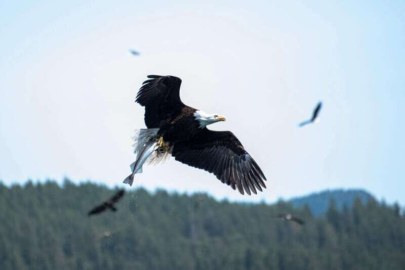 Campbell River: Whale Watching and Wildlife Viewing Day Tour - What to Bring (So You Don’t Spend the Day Freezing)