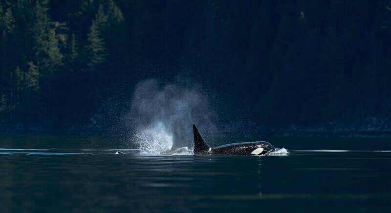 Campbell River: Whale Watching and Wildlife Viewing Day Tour - Covered Vessel vs Zodiac Style: Pick Your Comfort Level