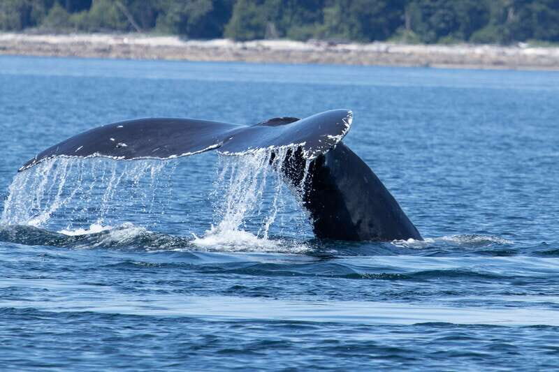 Campbell River: Whale Watching Cruise with Lunch - Key things to know before you go
