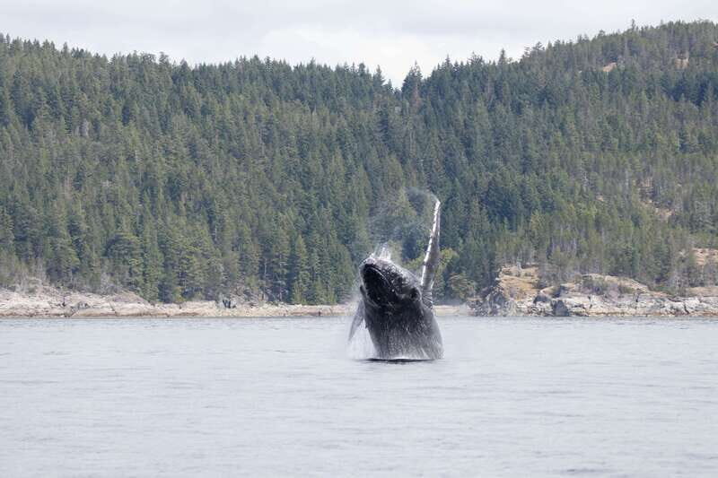 Campbell River: Whale Watching Cruise with Lunch - Wildlife odds: what you can realistically watch for