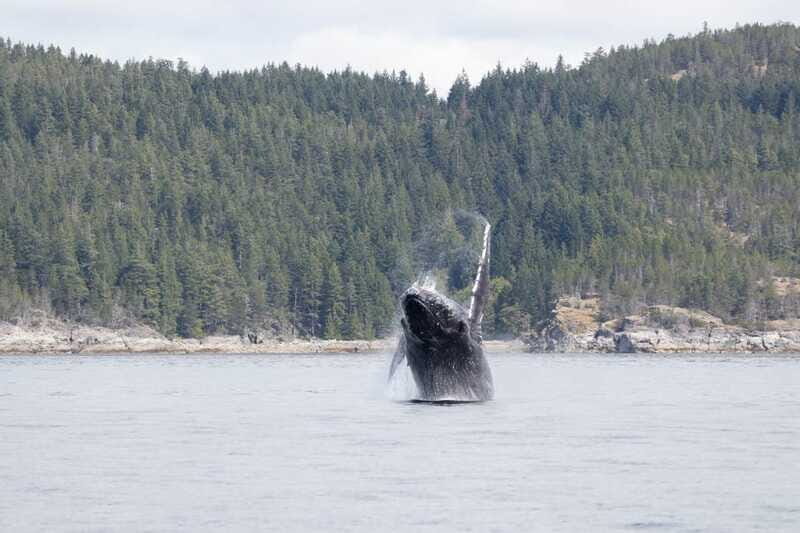 Campbell River: Whale Watching Cruise with Lunch - Meeting up at Discovery Harbour Marina without the usual hassle