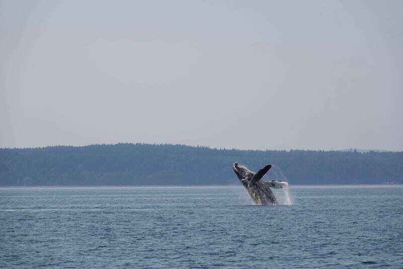 Campbell River: Whale & Wildlife Discovery Cruise - Setting Sail From Campbell River’s Discovery Harbour Marina