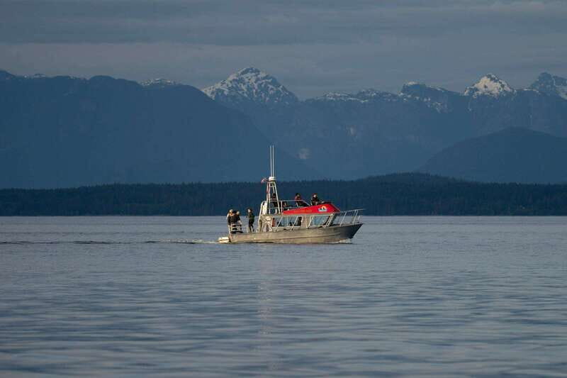 Campbell River: Whale & Wildlife Discovery Cruise - What You’re Looking For (And How to Spot It Fast)