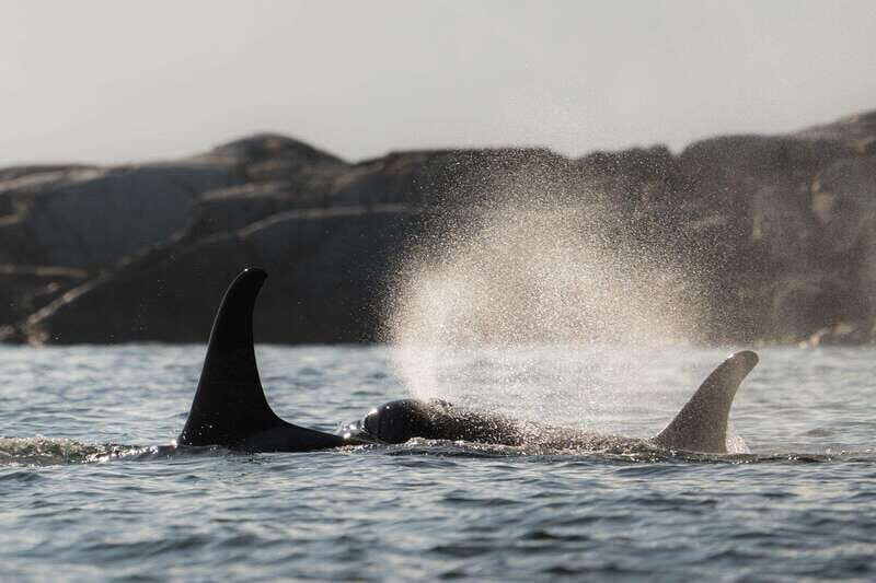 Campbell River: Whale & Wildlife Discovery Cruise - 4 Hours On Water: What the Time Feels Like