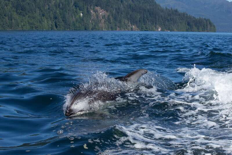Campbell River: Whales and Wildlife Boat Tour with Snacks - Key things that make this tour worth your time
