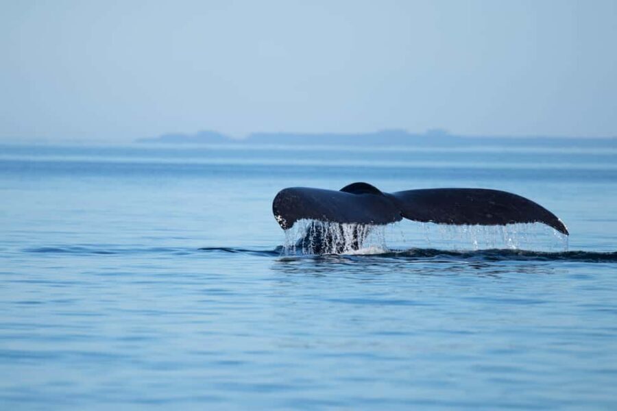 Campbell River: Whales and Wildlife Boat Tour with Snacks - Finding the boat: Discovery Harbour Marina, South Entrance (F Dock)