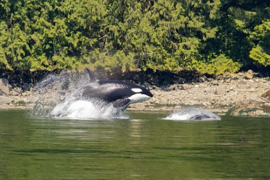 Campbell River: Whales and Wildlife Boat Tour with Snacks - How the 4-hour cruise plays out in real time