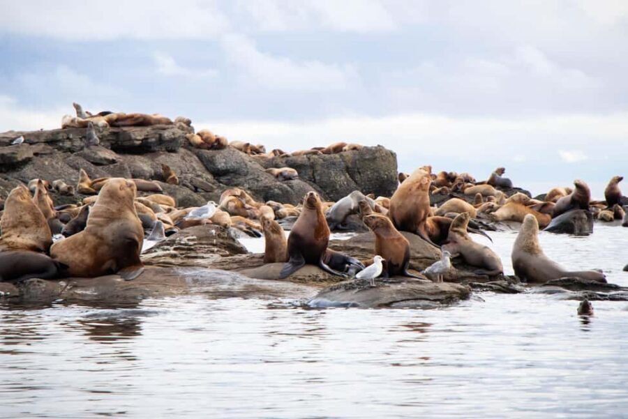 Campbell River: Whales and Wildlife Boat Tour with Snacks - Snacks, drinks, and the small comforts that keep you comfortable