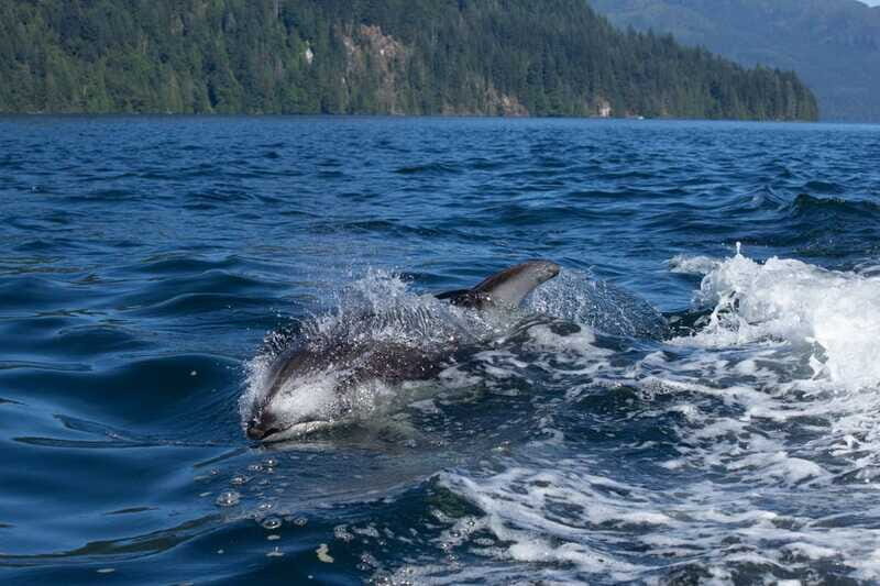 Campbell River: Whales and Wildlife Boat Tour with Snacks - Who this tour suits best (and who might want a different style)
