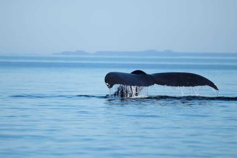 Campbell River: Whales and Wildlife Boat Tour with Snacks - Weather reality: wind changes the viewing game