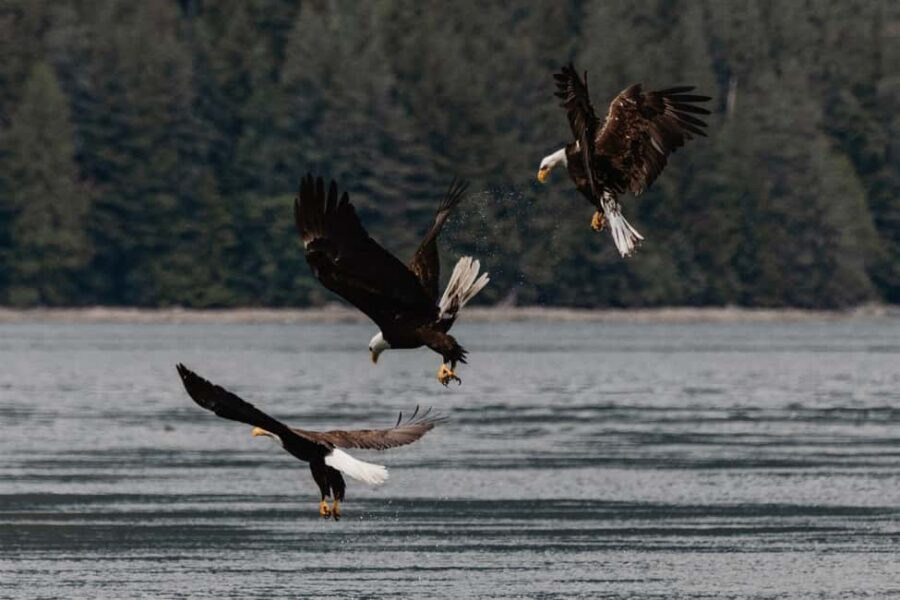 Campbell River: Whales and Wildlife Boat Tour with Snacks - The boat setup: a 30 covered, heated landing craft