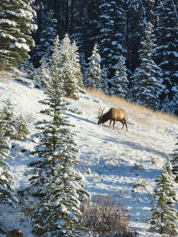Canmore/Banff: Explore Banff & Wildlife - Getting to Banff Fast: Pickup From Canmore and Banff Hotels