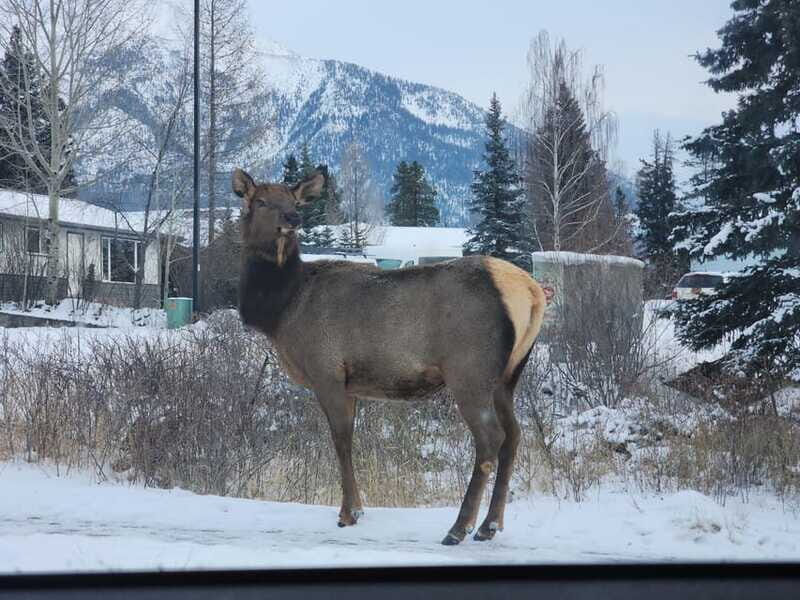 Canmore/Banff: Explore Banff & Wildlife - Price and Value: What $69 Buys in a 4-Hour Day