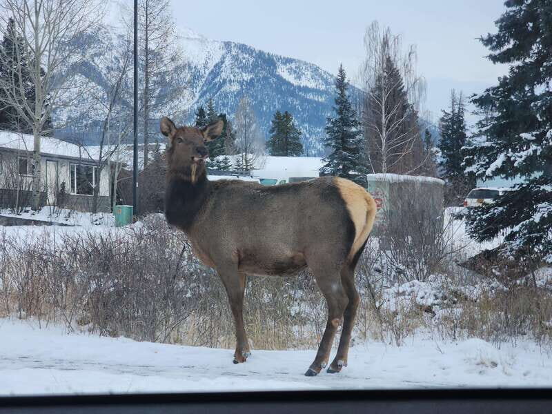 Canmore/Banff: Explore Banff & Wildlife - Surprise Corner to the Fairmont: Quick Viewpoints With Big Payoff