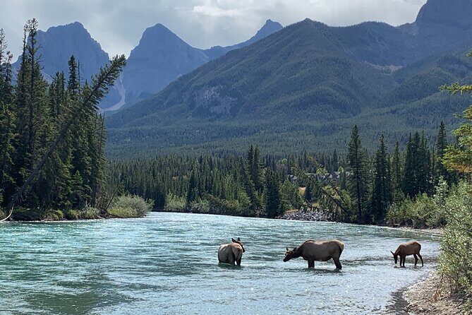 Canmore Cowboys and Coal Miners History Tour - 2H Walk - Bow River section: views on one side, working life on the other