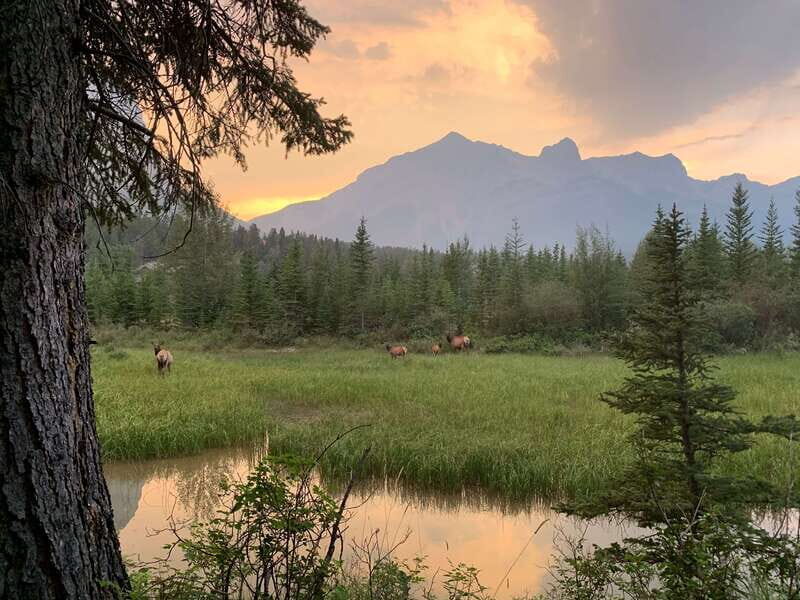 Canmore: PRIVATE SAFARI Drive to BANFF Park & Nature Walk - Price and Value: $438 for Up to Four (Is It Worth It?)