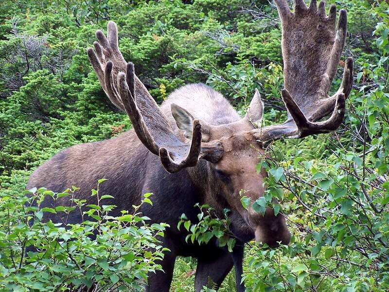 Canmore: PRIVATE SAFARI Drive to BANFF Park & Nature Walk - Weather, Mud, and Why the Plan Can Change