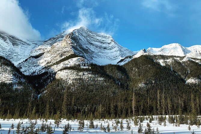 Canmore: Wilderness & Wildlife Tour - 2hr Walk - Price at $90.07: when it feels like value, and when to think twice