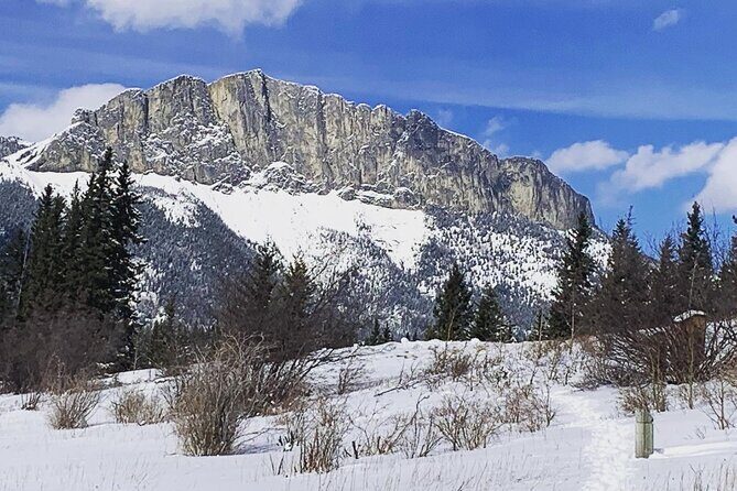 Canmore: Wilderness & Wildlife Tour - 2hr Walk - Wildlife sightings: set expectations so the day stays fun