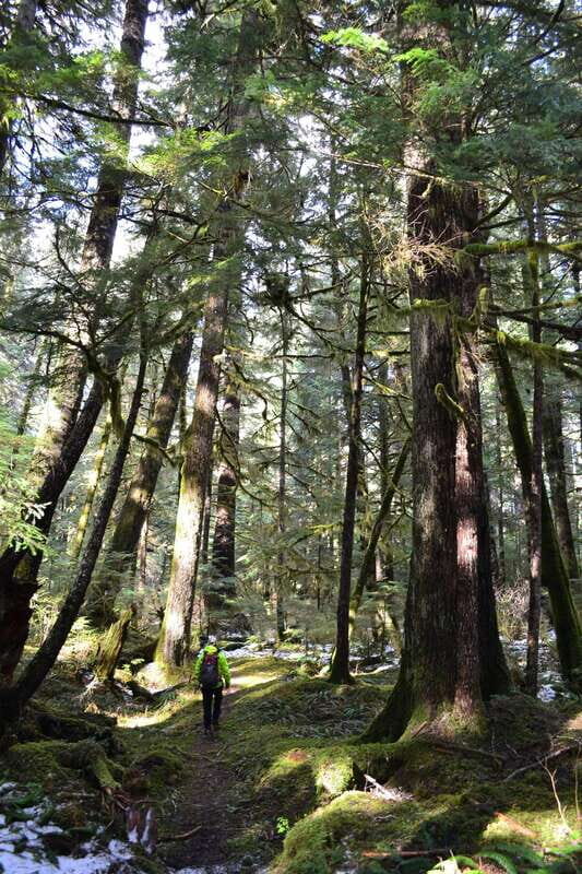 Cape Scott: San Josef Bay Day Hike with Scenic Drive - A mild hike through old-growth forest: how the effort level really feels