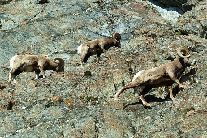 Caribou - Discover the Best of the Rockies (8-Days) - Day 4: Jasper National Park with Athabasca Glacier and two falls
