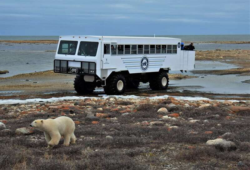 Churchill: Exclusive Tundra Buggy Day Trip - Why the Tundra Buggy approach works for polar bears (safely)