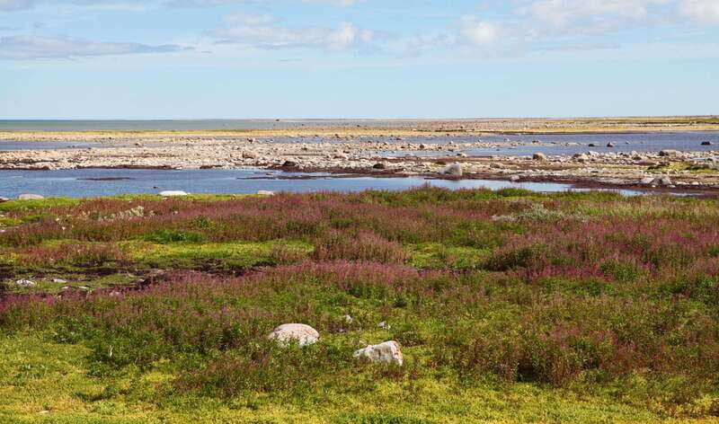 Churchill: Exclusive Tundra Buggy Day Trip - Wildlife you’ll actually have a chance at seeing