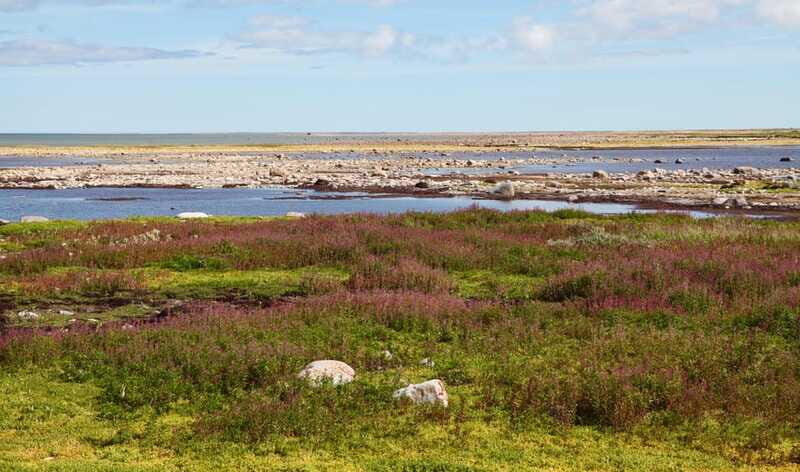 Churchill: Exclusive Tundra Buggy Day Trip - Meal, refreshments, and the surprisingly important comfort details