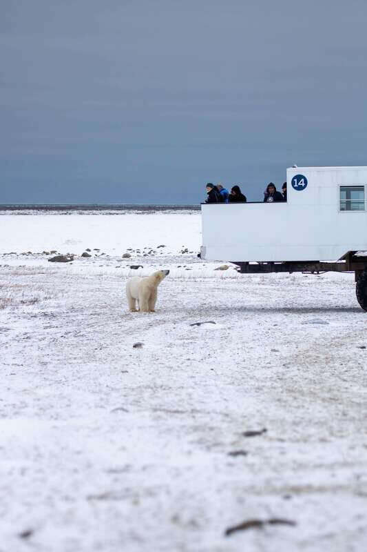 Churchill: Exclusive Tundra Buggy Day Trip - Value in practice: what you’re paying for (beyond the ride)