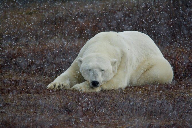 Classic Churchill Polar Bear Experience - Key highlights worth your attention