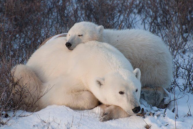 Classic Churchill Polar Bear Experience - Churchill takes effort. This itinerary makes it feel manageable