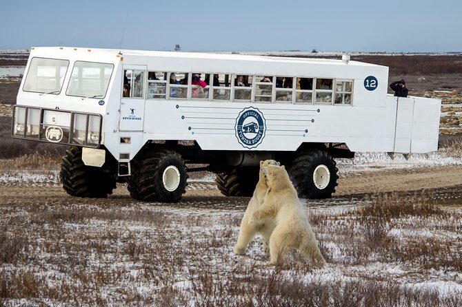 Classic Churchill Polar Bear Experience - Day 4: Itsanitaq Museum plus another guided tundra day