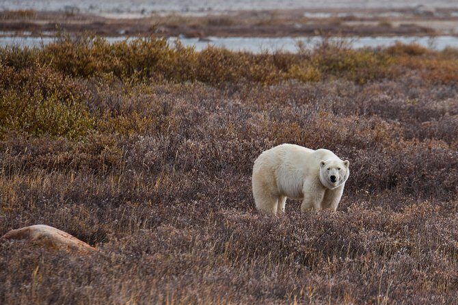 Classic Churchill Polar Bear Experience - Polar bears and the Polar Bears International House interpretive tour