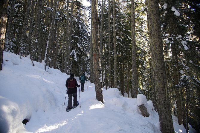 Coast Mountain Backcountry Snowshoe Tours - Who This Snowshoe Tour Is Best For