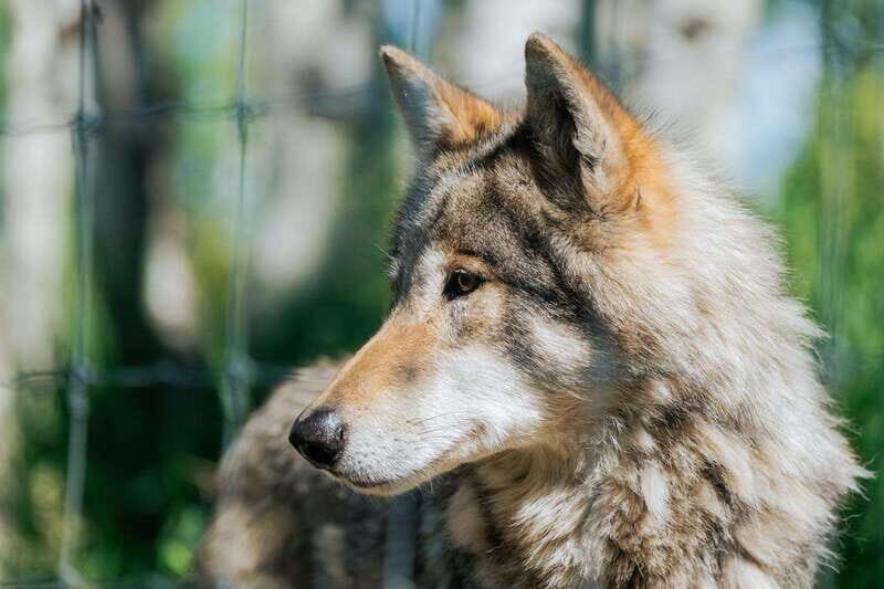 Cochrane: Yamnuska Wolfdog Sanctuary Tour - Behind the Short Barrier: Viewing Wolfdogs Up Close for Photos