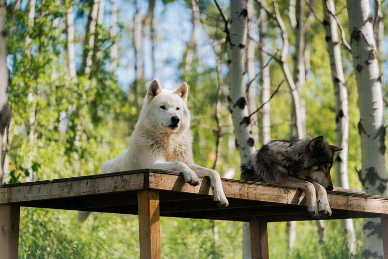 Cochrane: Yamnuska Wolfdog Sanctuary Tour - Self-Guided Sanctuary Walk: Give Yourself Time to Keep Looking
