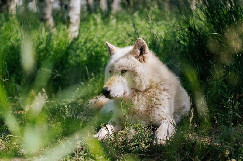 Cochrane: Yamnuska Wolfdog Sanctuary Tour - The Rules That Make the Experience Work (For You and the Animals)