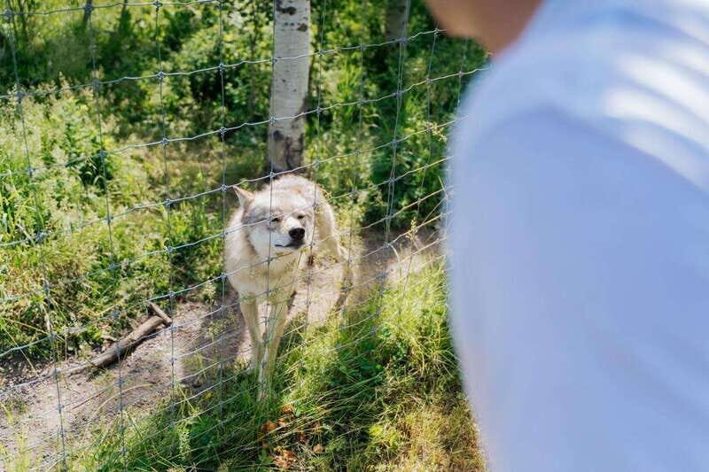 Cochrane: Yamnuska Wolfdog Sanctuary Tour - Price and Value: What $39 Really Buys You
