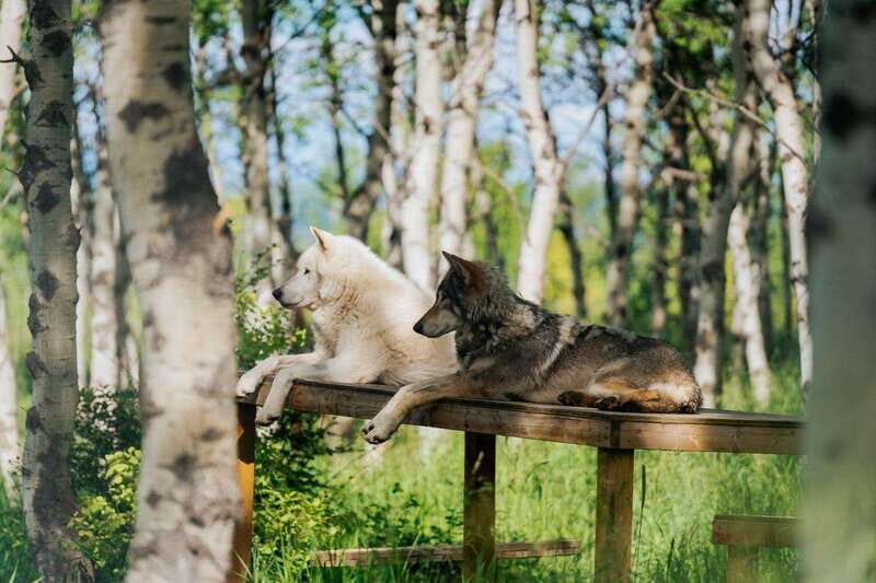 Cochrane: Yamnuska Wolfdog Sanctuary Tour - The 30-Minute Wolfdog Intro: What You Learn on the Clock
