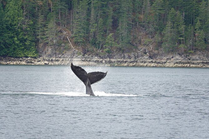 Covered Boat Whale Watching 4-Hour Tour from Campbell River - Key things I’d highlight before you book