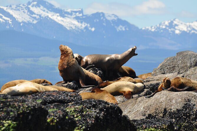 Covered Boat Whale Watching 4-Hour Tour from Campbell River - Planning tips so you don’t waste your best whale-watching time