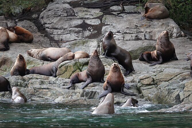 Covered Boat Whale Watching 4-Hour Tour from Campbell River - The 4-hour flow: from E Dock to Quadra Island’s Cape Mudge Lighthouse