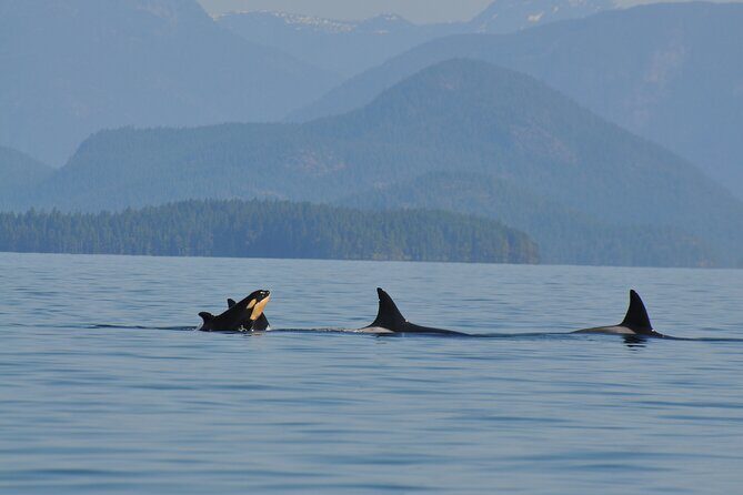 Covered Boat Whale Watching 6-Hour Tour from Campbell River - Lunch on Shore: Where the Tour Turns Family-Friendly