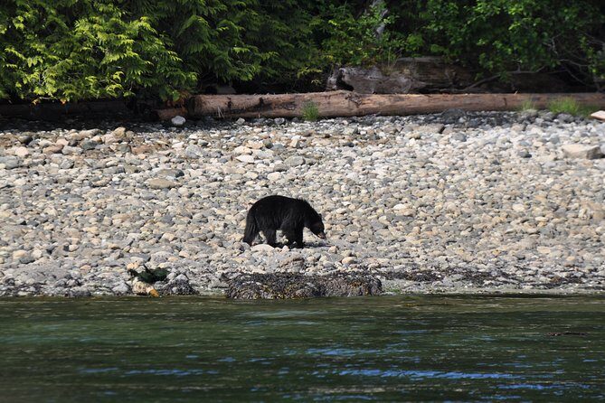 Covered Boat Whale Watching 6-Hour Tour from Campbell River - Who This Tour Fits Best in Your Trip