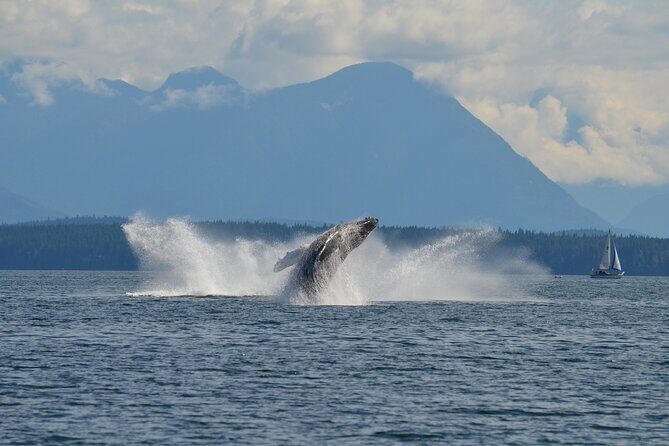 Covered Boat Whale Watching 6-Hour Tour from Campbell River - Practical Planning Notes That Matter on Water